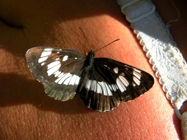 Neptis rivularis